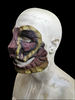 Latex snake mask